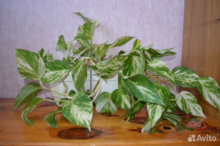 Комнатные растения