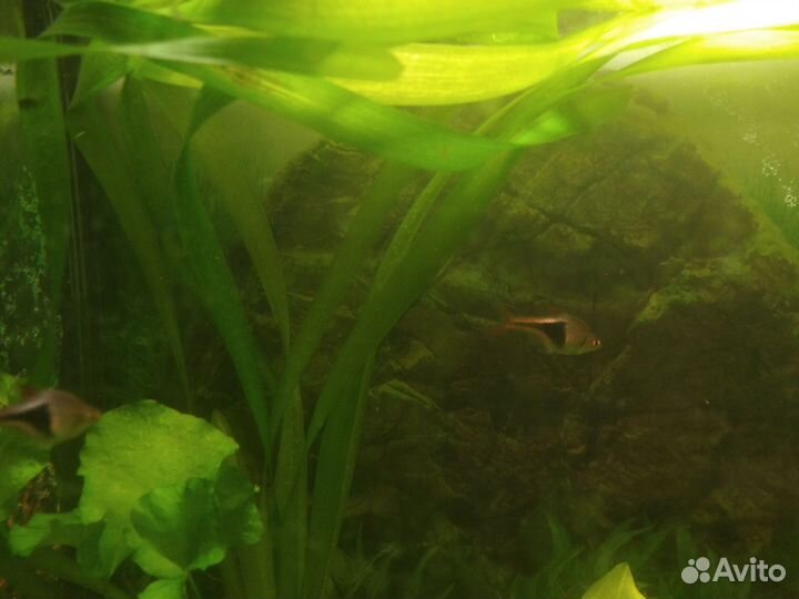 Криптокорина, валиснерия, риччия, ломариопсис