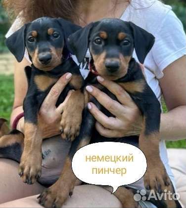 Немецкий пинчер