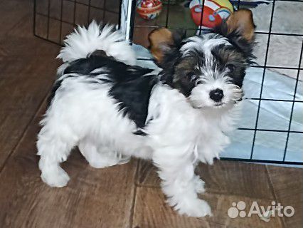 Бивер терьер. Бивер йорк. Девочка