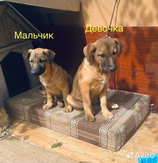 Щенок щенки в добрые руки бесплатно