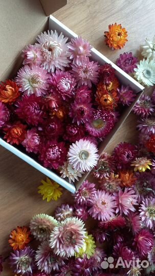 Гелихризум, сухоцветы