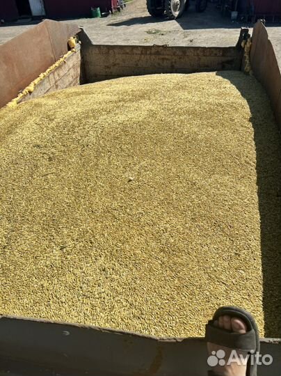 Зерно овес пшеница