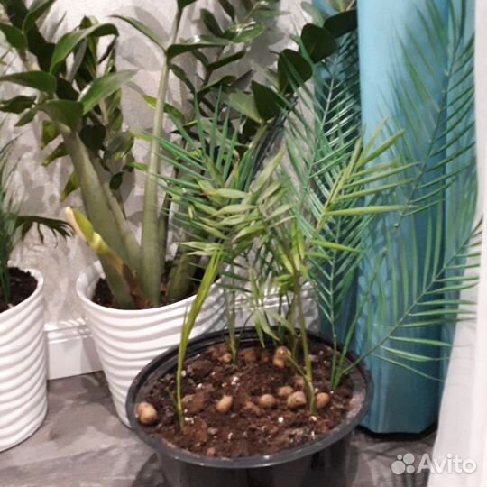 Замиокулькас зензи вариегатный