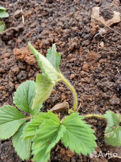 Рассада клубники(Азия)