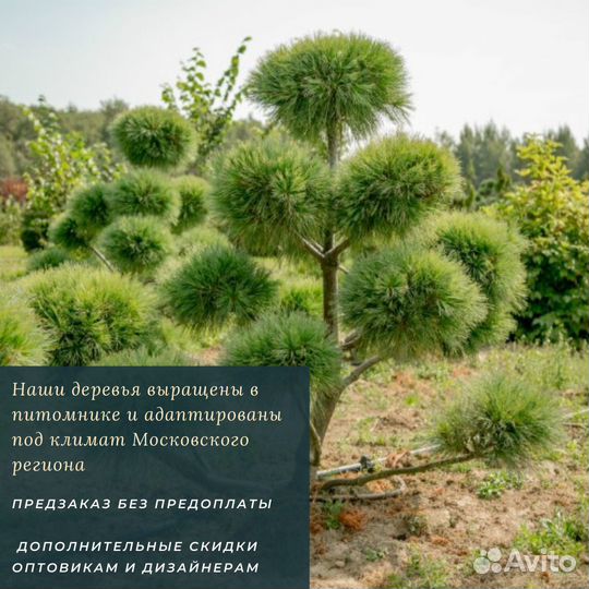 Сосна веймутова Radiata
