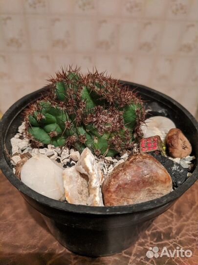 Кактус Цереус кристатная форма