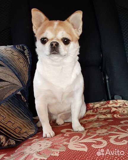 Чихуахуа девочка красотка