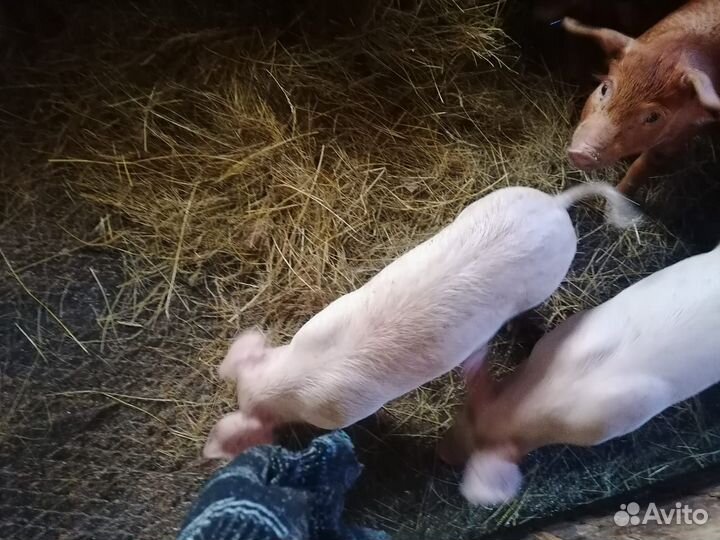 Поросяточки