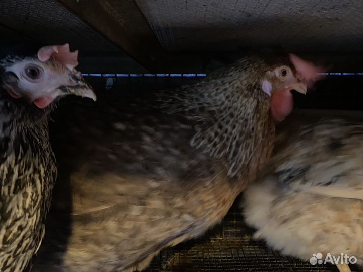 Куры несушки