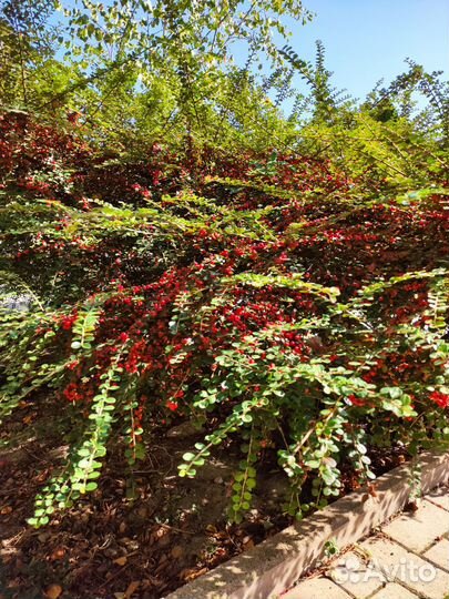 Кизильник декоративный, самшит