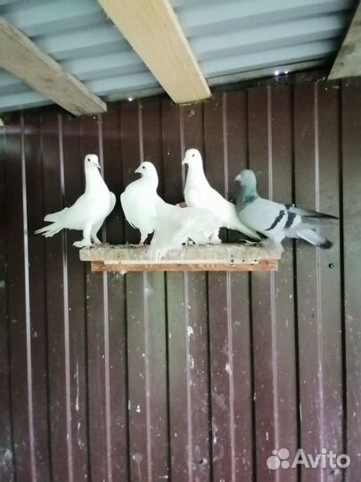 Продам белых голубей