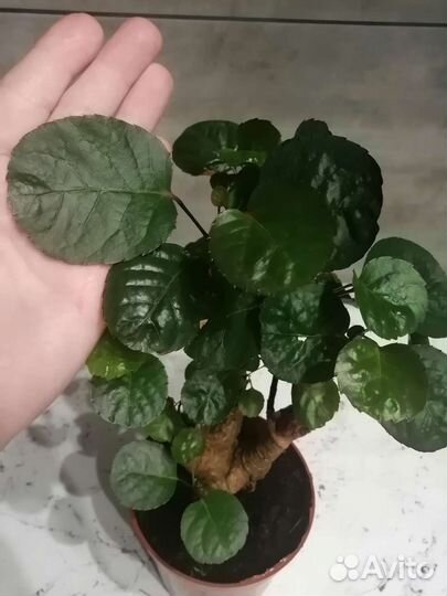 Полисциас фабиана