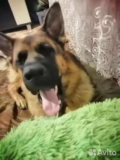 Услуги мальчика немецкой овчарки