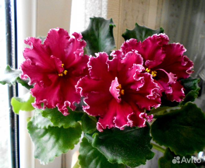 Фиалки-детки