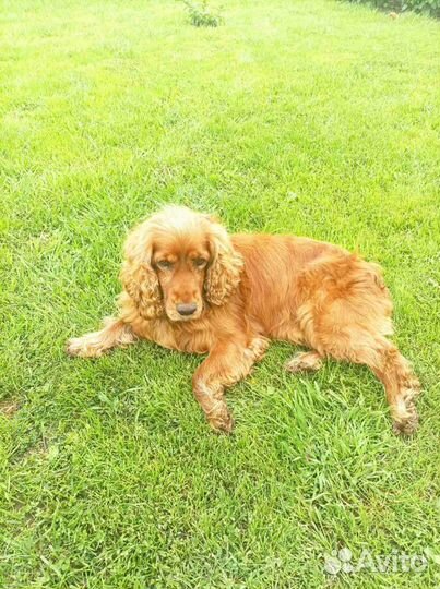 Кокер спаниель