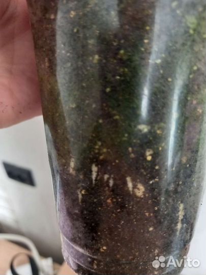 Сансевиерия лауренти