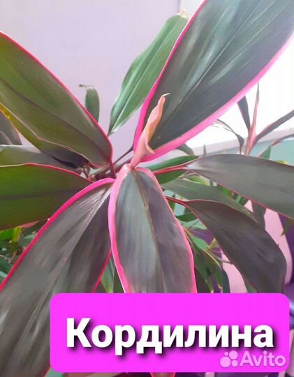 Комнатное растение Кордилина
