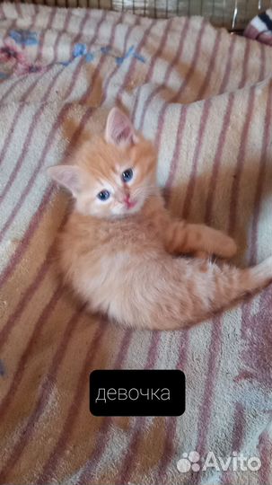 Котята шотландские