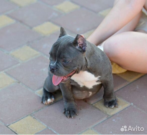 Американский булли покет крутая девочка