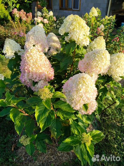 Гортензия саженцы