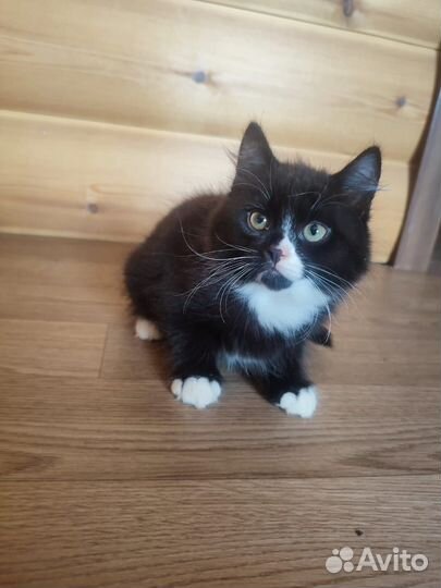 Котята в добрые руки даром