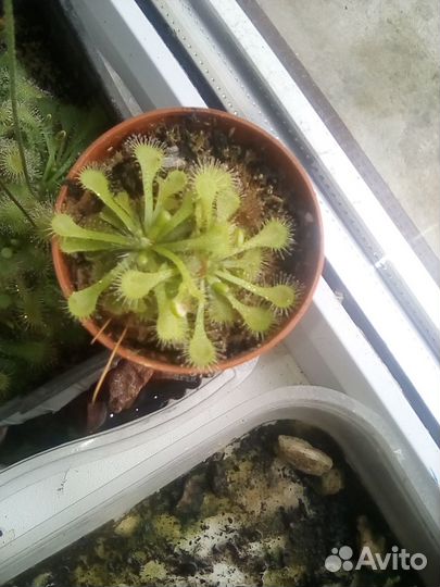 Жирянка Тина и росянка Круглолистая