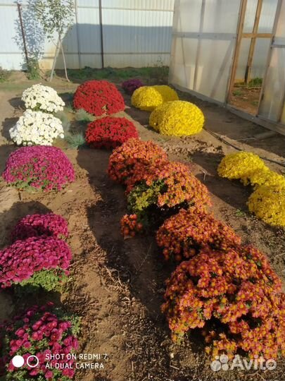 Растения для сада