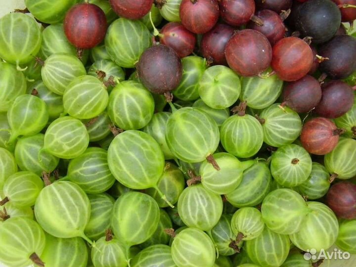 Ягоды смородины, крыжовника и жимолости