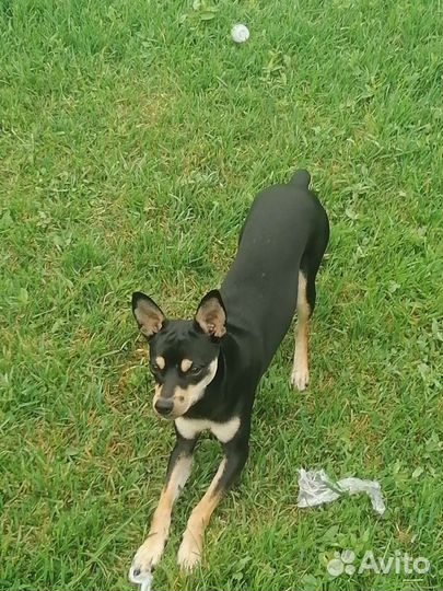 Вязка Тойтерьер