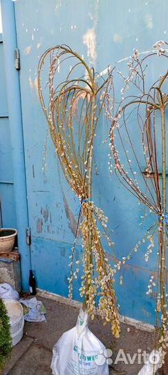 Туи смарагд, колумна