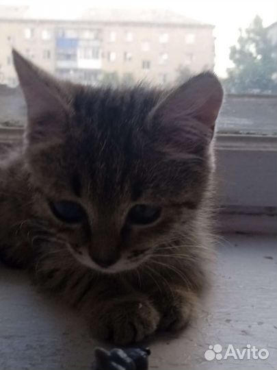 Котенок бесплатно