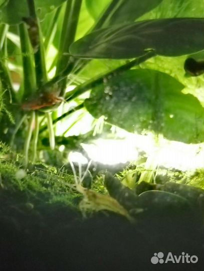 Улитки, мелании, креветки