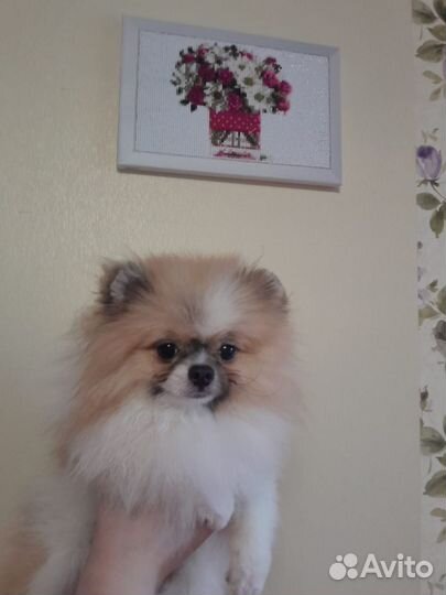 Померанский шпиц мини щенок