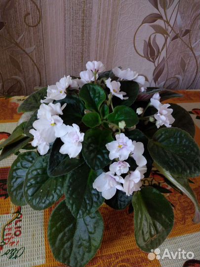 Сортовые фиалки в горшочках