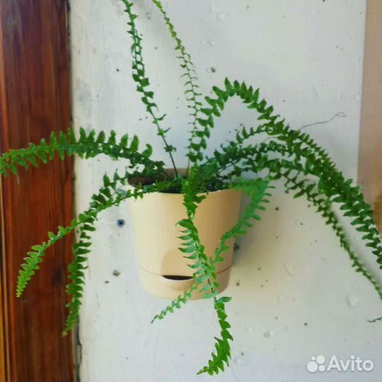 Папоротник в горшочке