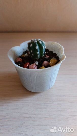 Кактусы микс, суккуленты