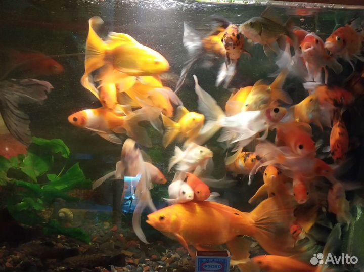 Золотые рыбки