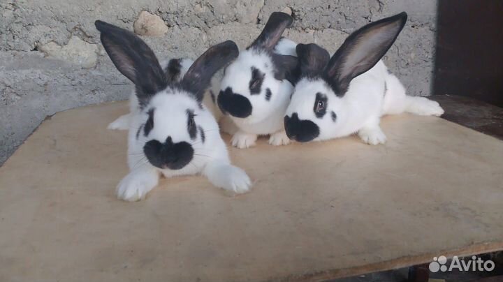 Кролик Строкач