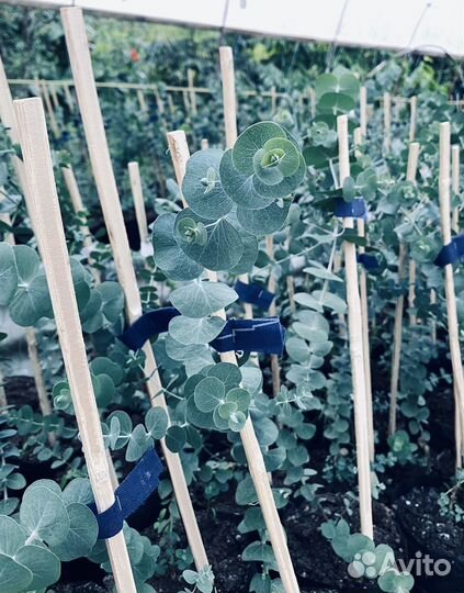 Эвкалипт саженец