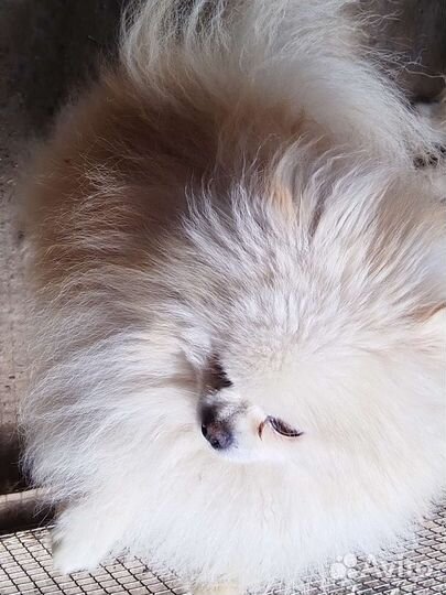 Шпицы для вязки