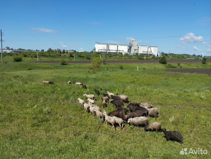 Бараны, овцы