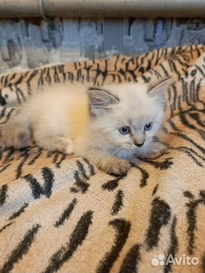 Сиамские котята бесплатно