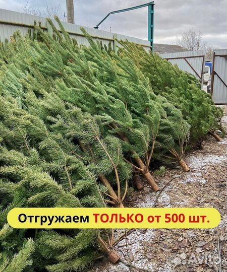 Живые елки оптом