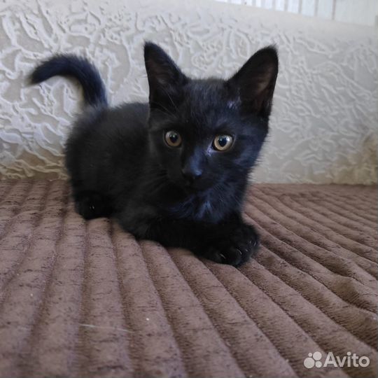 Котенок Девочка,2 месяца