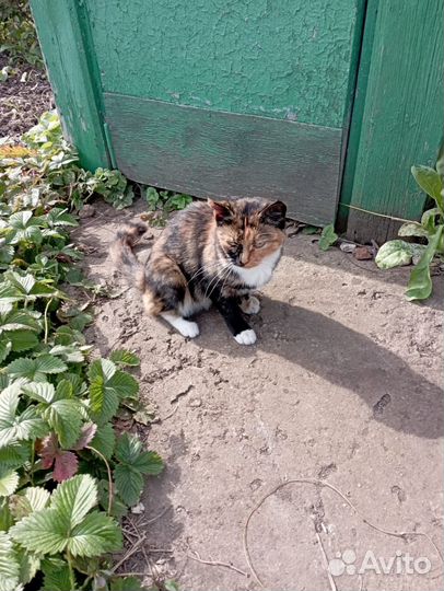 Отдам в добрые руки