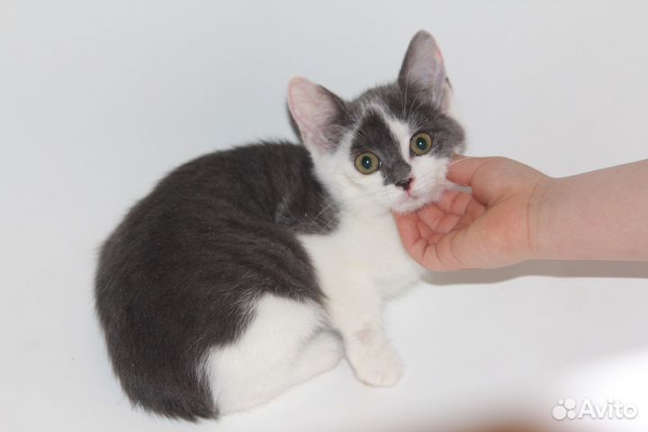 Маленький котенок, девочка в добрые руки