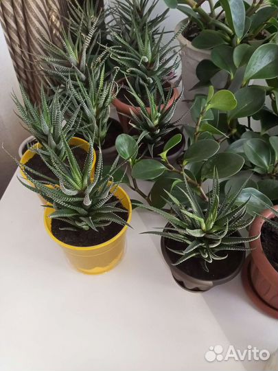 Хавортия полосатая