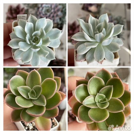 Суккуленты. Эхеверия. Распродаю коллекцию