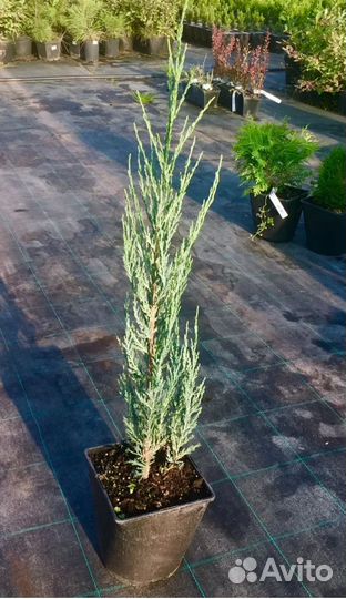 Можжевельник скальный Blue Arrow